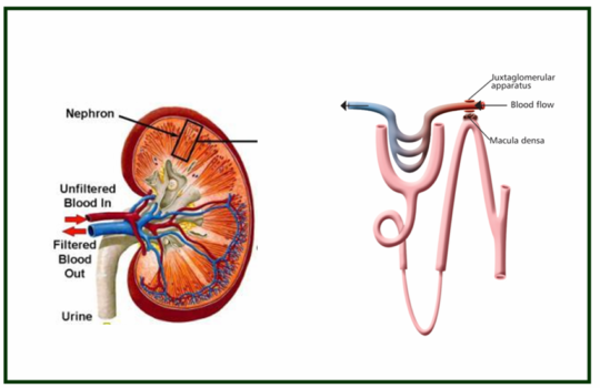 Hypertension and diuretics