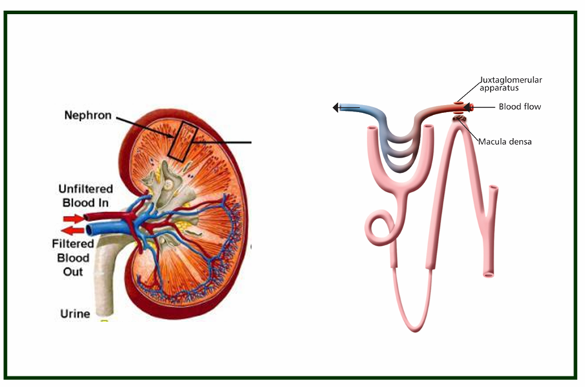 Hypertension And Diuretics