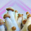 What tends to make Penis Envy mushrooms so visually interesting?