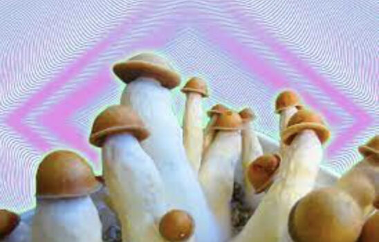 What tends to make Penis Envy mushrooms so visually interesting?