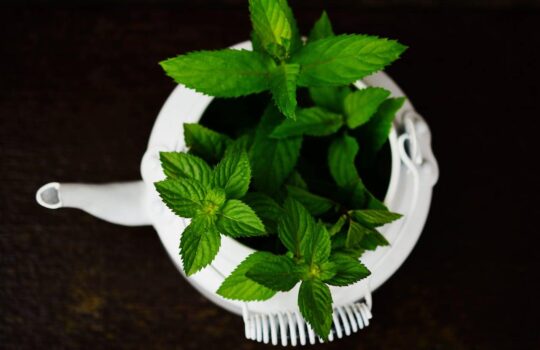 6 Medicinal Plants That You Can Grow at Home