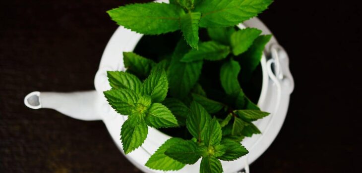 6 Medicinal Plants That You Can Grow at Home