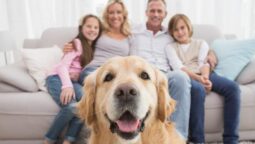Ensuring Fair Treatment for Pet-Owning Tenants